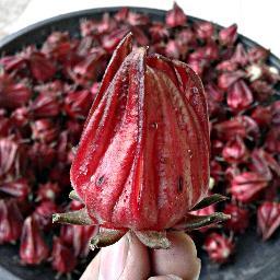 Teh Tsalasa dibuat dari kelopak bunga rosella pilihan dengan cita rasa dan aroma yang khas. Untuk pemesanan hubungi : 083849958931 (Anta), 089653588105 (Agung)