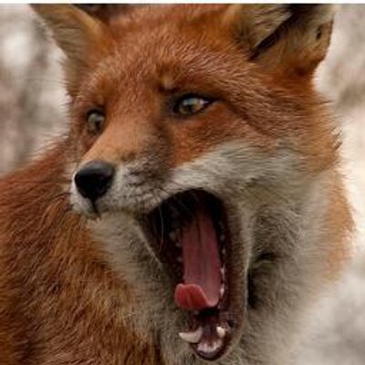 Animal Mouth Poetry (@AnimalMouth) | Twitter Animal Mouth Poetry (@AnimalMouth) | Twitter