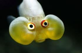 Fishyjokes's profile picture. Mick The Fish, bringing you all the fishy jokes behind the British music scene...