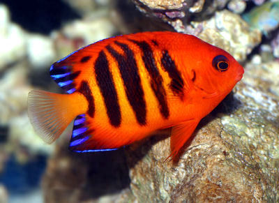 Aquatic installation and maintenance specialist in, tropical, marine, cold water and pond based fish as well as terrariums for turtles and other amphibians.