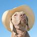Maddox Cogburn Jr. (@rump_steak) Twitter profile photo Maddox Cogburn Jr. (@rump_steak) Twitter profile photo