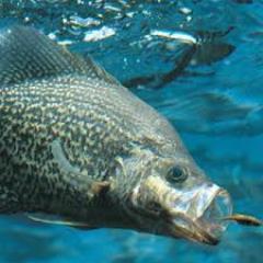 Will follow back any followers! World Record Crappie Holders, Crappie Tips, Tricks, Recipes and More.