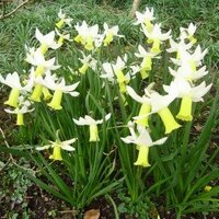 Alison Williams (@dr_alison_w) 's Twitter Profile