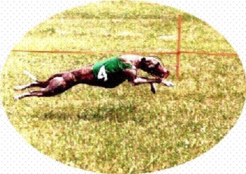 whillo's profile picture. 