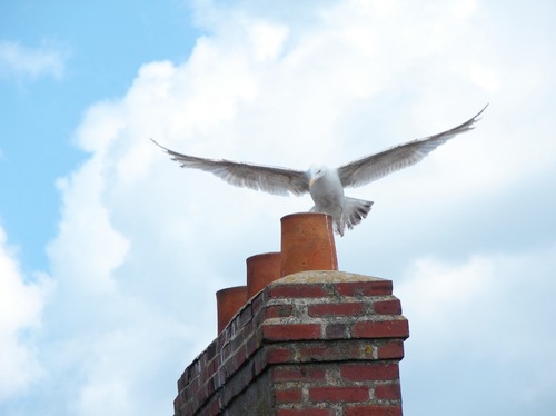 BlandineThoreux's profile picture. Journaliste PHR à L'Eclaireur de Gamaches