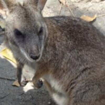 ことか