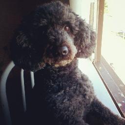 poodle black, 5 anos de idade, caseiro, iphone, solteiro