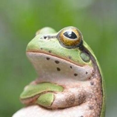 ふんぞりカエル 金沢断念しての辰口ソーセージ