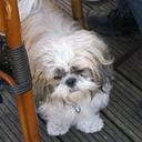 petra Smit - @petronellarooij - Twitter