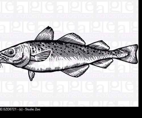 Codinaround's profile picture. 