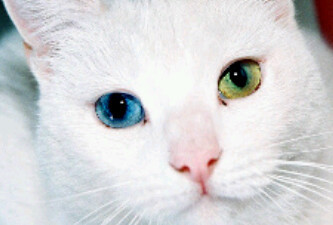 Manuelacardozo5's profile picture.