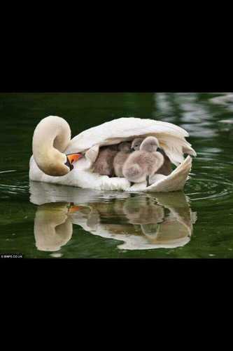 OmmoniFoudarii's profile picture. 