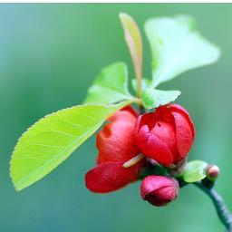 lupecccc's profile picture. Admiradora de la naturaleza,...........