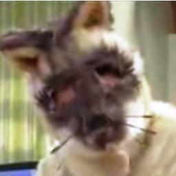 Soy un gatito juguetón Miau Miau