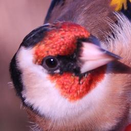 RSPBWolvesLocal's profile picture. Follow us to keep updated on all our news, meetings and events. Why not join us for a meeting? We're a very friendly and welcoming group.
