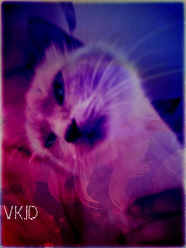 FrolovaLip's profile picture. 