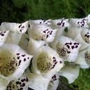 Bill Fenwick - @billfenwick - Twitter