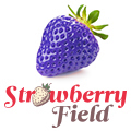 At Strawberry Field we specialise in delivering high quality Qualitative data collection, fieldwork and project management in the UK. http://t.co/DXQxEeVnEG
