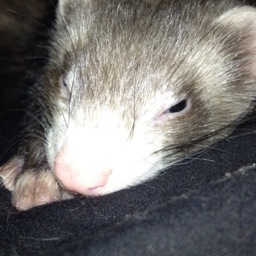 nyoro2pu's profile picture. ペットアカ兼日常アカ

ご主人は猫のひま♀(黒) のわ♀(縞)、鼬のコナ♀、X氏、見切れてる何かです。🌈組はフェレットのジル、ミチ、テオ、レア

脳筋アークナイツドクターです。93339945