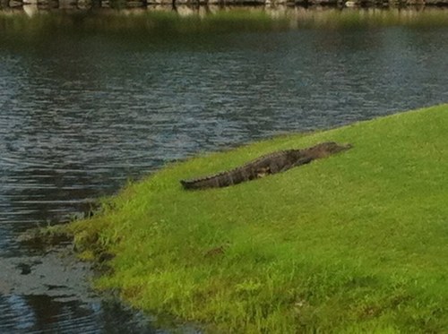 pridgway3's profile picture. 