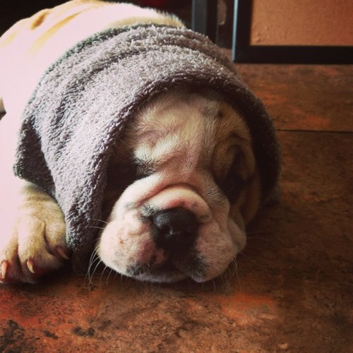 english #bulldog #SUP #slackline #longboard #yoga enthusiast of @heathertleo - @pitfittraining @htlyoga