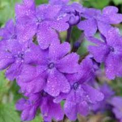 Espinoza1Amaris's profile picture. Those who believe they can do something and those who believe they can'tare both right.- Henry Ford