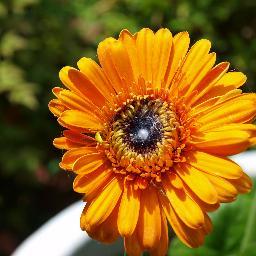 JJMyhrephoto's profile picture. Husband and wife photo team based in Dallas, TX. DM for questions, rates and open dates!