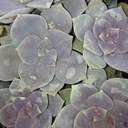 Ralph Bock - @ralphbock - Twitter