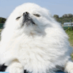パヨク嫌い