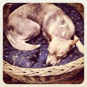 Alex safi - @alex_safi - Twitter