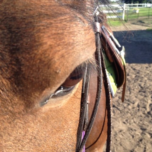 Just a girl who was born on a horse.