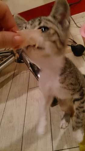 あつさによわい