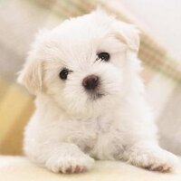 BarbaraChappe (@barbarachappe) 's Twitter Profile