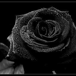 heluti's profile picture. 