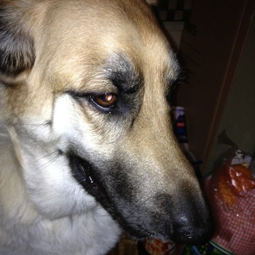 dawnakhbari's profile picture. 