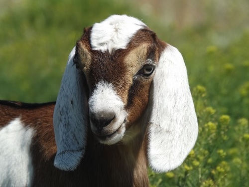 We are a home school family of eight on a ranch. We make goat milk soap with NO preservatives, artificial colors or fragrances or GMO's. Visit our website!