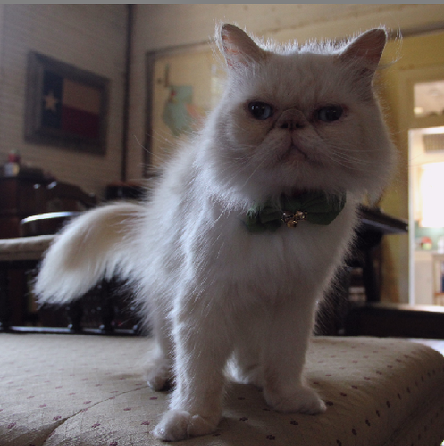 meow, my name is Firefox and I am an orange point persian cat.