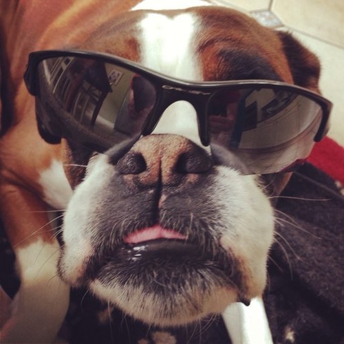 Inditheboxerdog's profile picture. I am a 7 years old red in colour and single