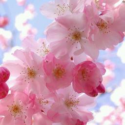 alsenurah000's profile picture. ربي هب لي في هذه الدنيا اناسا يدعون لي بعد ان أغيب