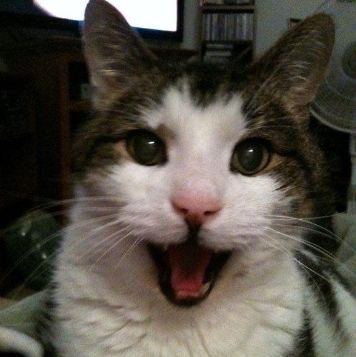 BootsBuddies's profile picture. Premier Pet Sitting in the CSRA. Owned and Operated by a certified Vet Tech with 10 years experience. Call 706-220-4409 ask for Anne.