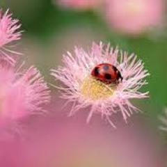 palmer_langley's profile picture. To give love is true freedom; To demand love is pure slavery.-Swami Chinmayananda