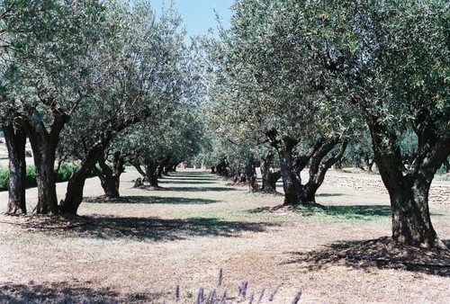 Producteur d'Huile d'Olive AOC Provence