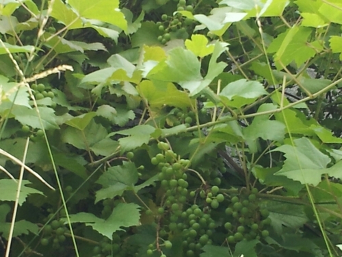 boq11's profile picture. 