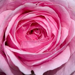 As long as you are pleased with the lesser, you cannot have the highest. Whatever pleases you, keeps you back.-Sri Nisargadatta