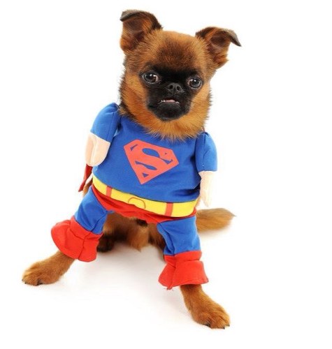 living a happy life with my partner, my fur babies, one off them is extra special little Cleft Palate Brussels Griffon named Earwig hes our world xx