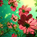 donna hogg - @tulip2515 - Twitter