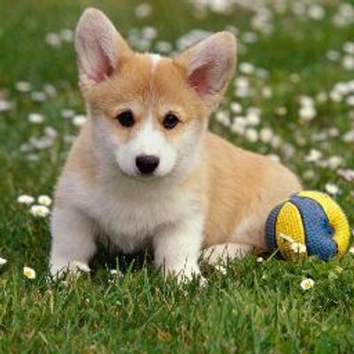 可愛い子犬画像 Alldoggy Twitter