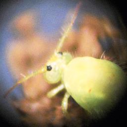 collembola Profile Picture