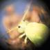 Dr Felicity Crotty (@collembola) Twitter profile photo Dr Felicity Crotty (@collembola) Twitter profile photo