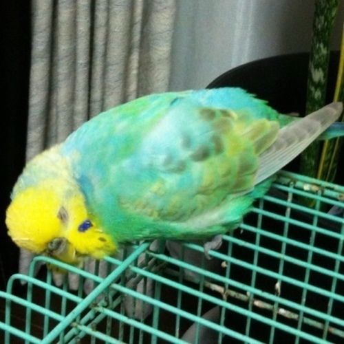 はたらく鳥好き研究者。でも鳥類学者ではない。2019年9月に宇宙一可愛いムッスコ爆誕！
P.T.A.会員5年目。あ〜ちゃんのスカートの布になりたいという気持ちでお布施しております